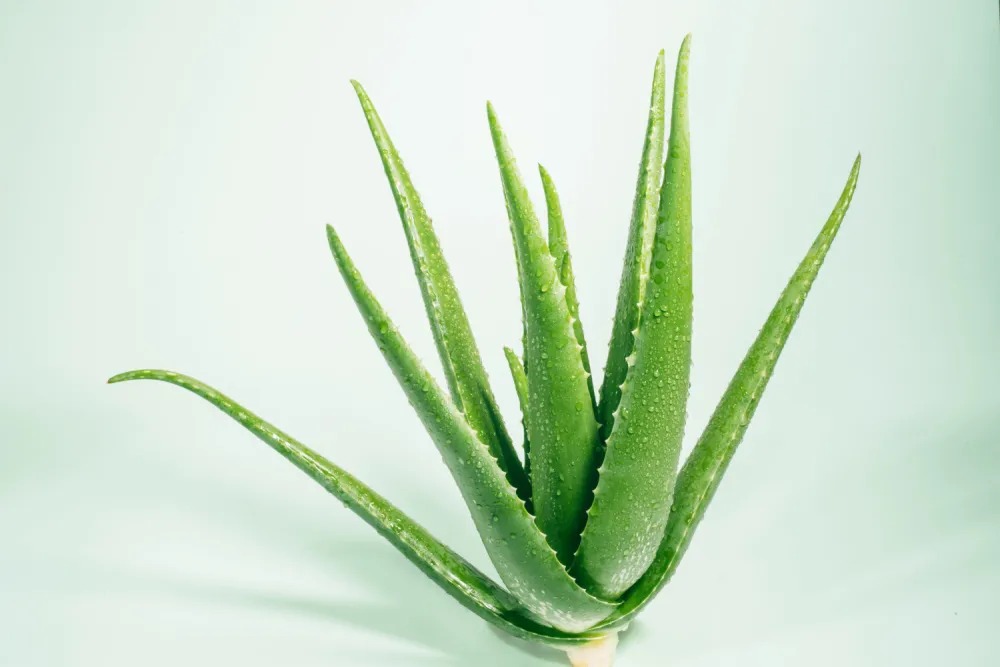 欧瑞莲芦荟保湿 欧瑞莲芦荟保湿